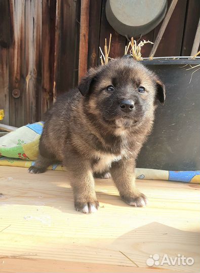Щенки в добрые руки