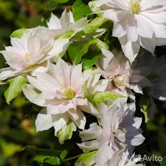 Клематис Тайга и Денсинг Дорин Зодадо