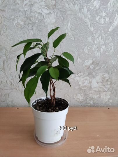 Комнатные растения