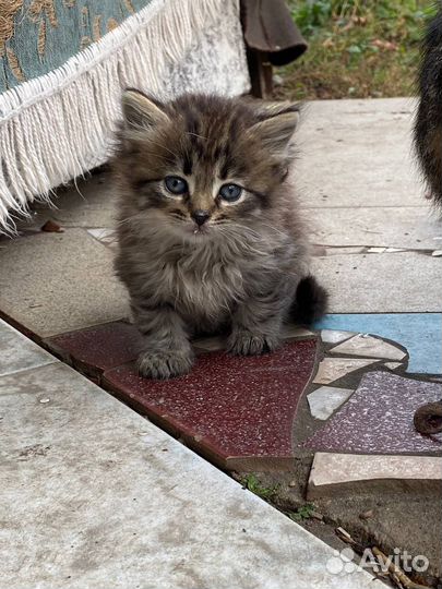 Котята бесплатно