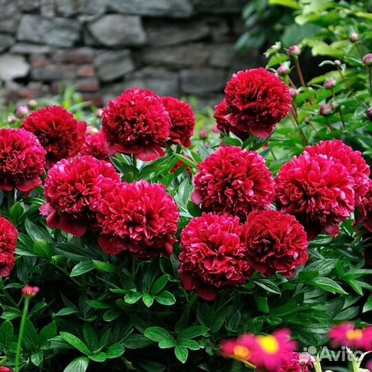 Корни пионов, ирисы, лилии, флоксы, цветы