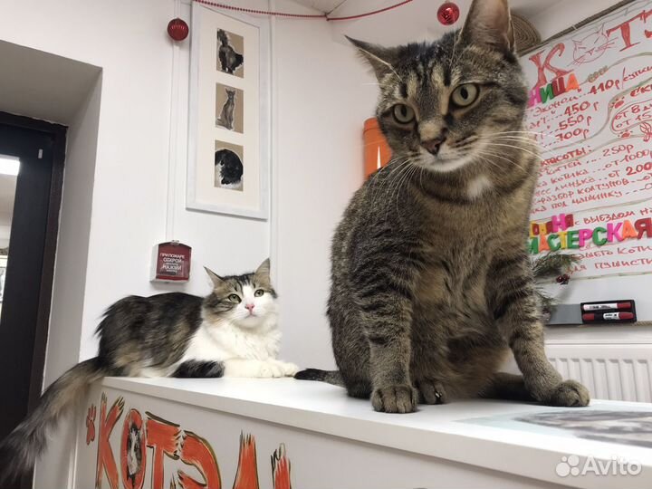 Гостиница для кошек. Котоняня. Груминг