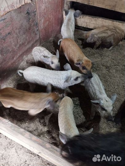 Венгерская мангалица