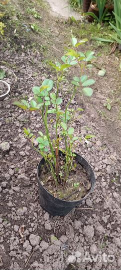 Роза китайская Angel Wings махровая