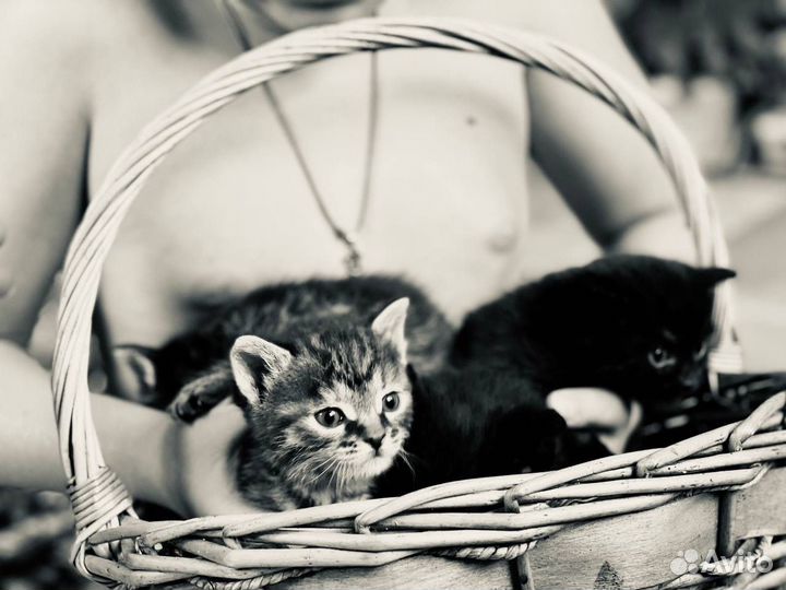 Кошки в добрые руки