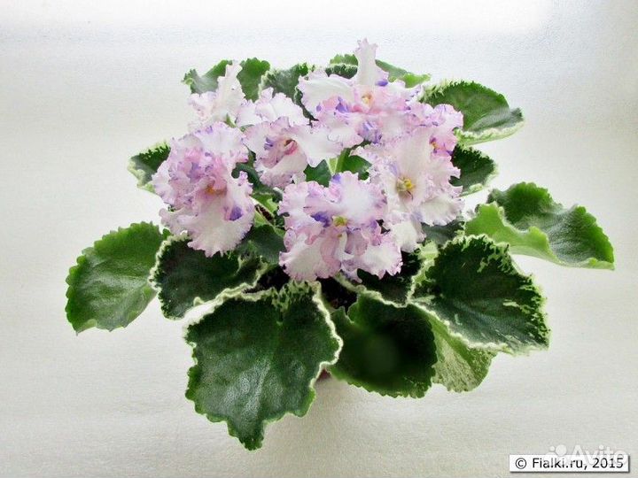 Фиалки сортовве