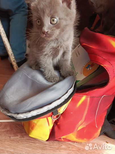Британские котята