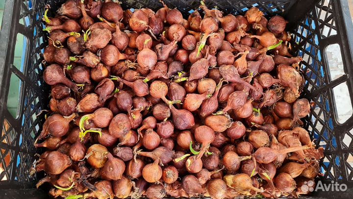 Лук севок на зелень