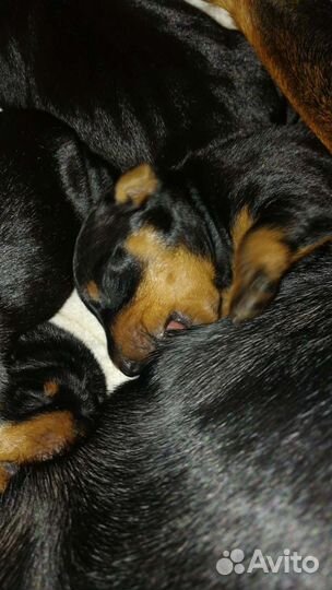 Цвергпинчер