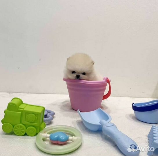 Микро и Мини Мишки