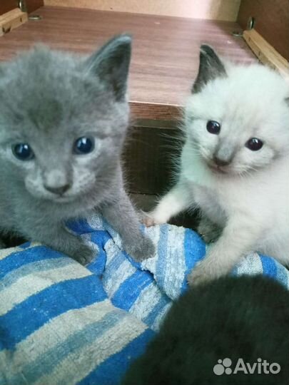 Отдам в добрые руки