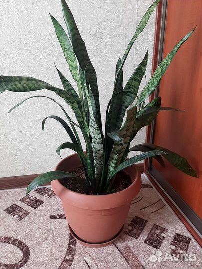 Продам цветы комнатные