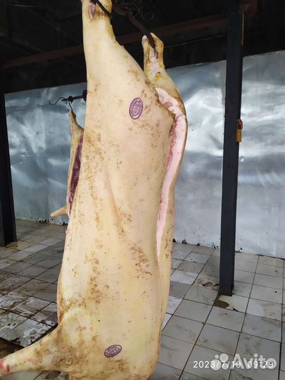 Мясо свинина домашняя