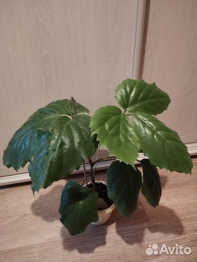 Тетрастигма