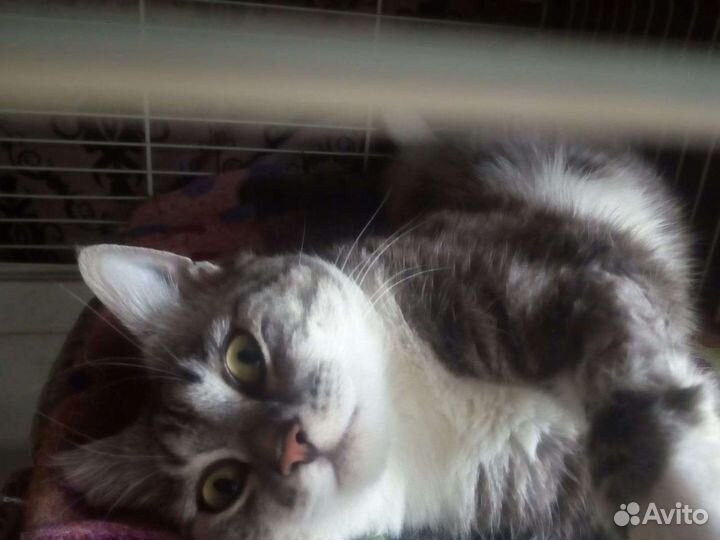 Котик леопард