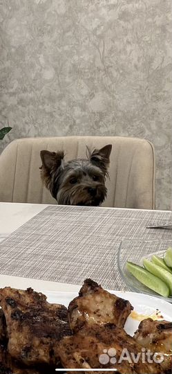 Йоркширский терьер