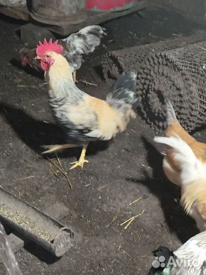 Молодые петухи
