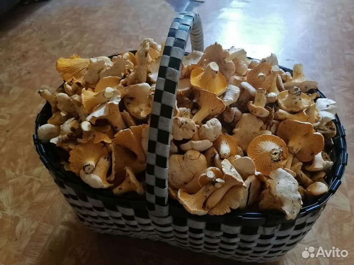 Грибы лисички