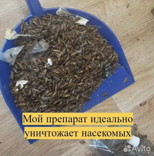 Уничтожение тараканов клопов Дезинсекция