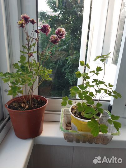 Многолетники. Аквилегия, пионы, хоста и др