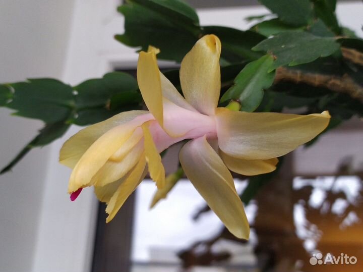 Комнатный цветок декабрист