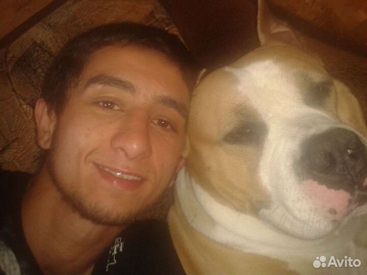 Выгул собак, догситер,зоо няня