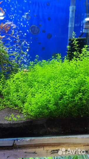Аквариумные растения