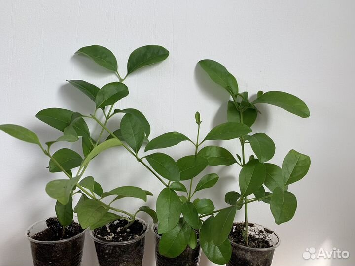 Клеродендрум, красивый комнатный цветок, из Дубая