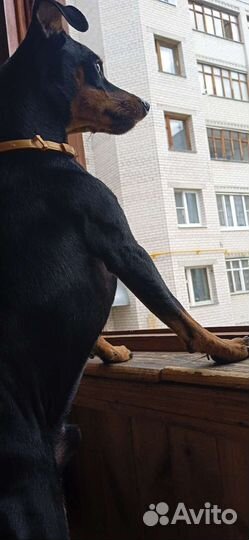 Вязка цвергпинчер