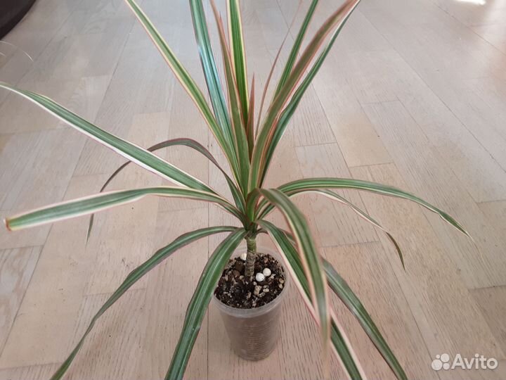 Драцена маргината биколор