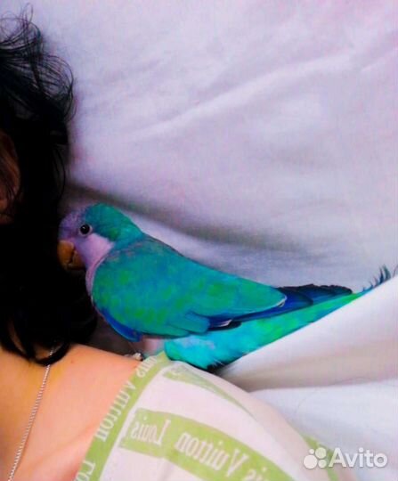 Попугай ожереловый и попугай монах квакер