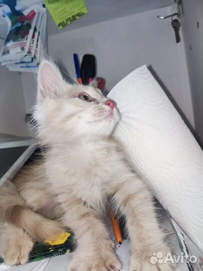 Чудо котик-тигр персикового цвета