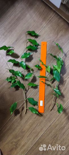 Фикус Бенджамина 90 см