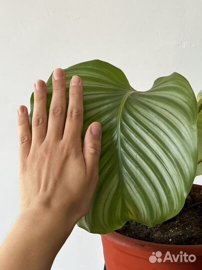 Калатея Орбифолия - взрослое растение в горшке
