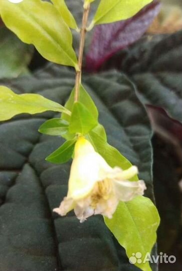 Коллекция комнатных гранатов