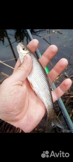 Живцы для рыбалки