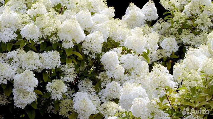 Гортензия саженцы
