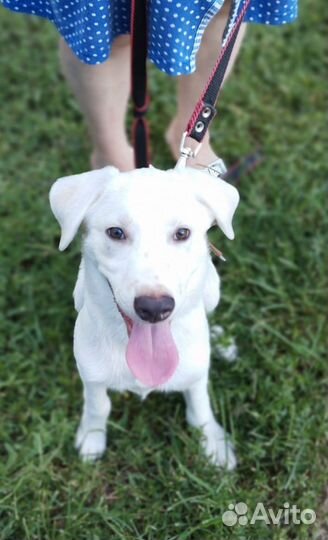 Весёлый щенок