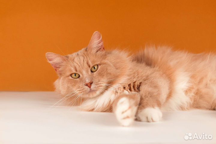 Рыжий шикарный кот Кузя ищет семью