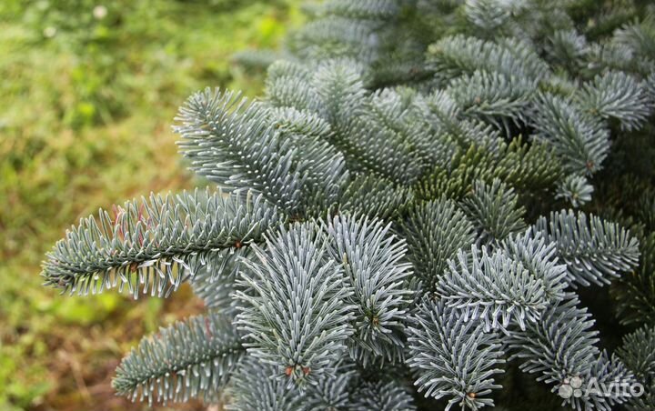 Еловые ветки Голубой ели. Нобилис. Зарубежный
