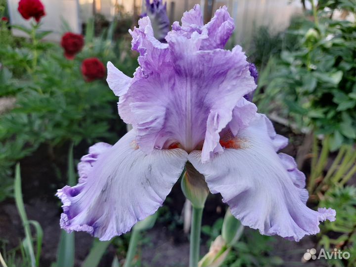 Ирисы сортовые (высокие)
