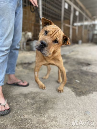 Собака из отлова в добрые руки