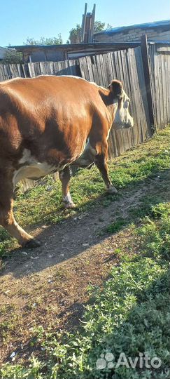 Корова дойная