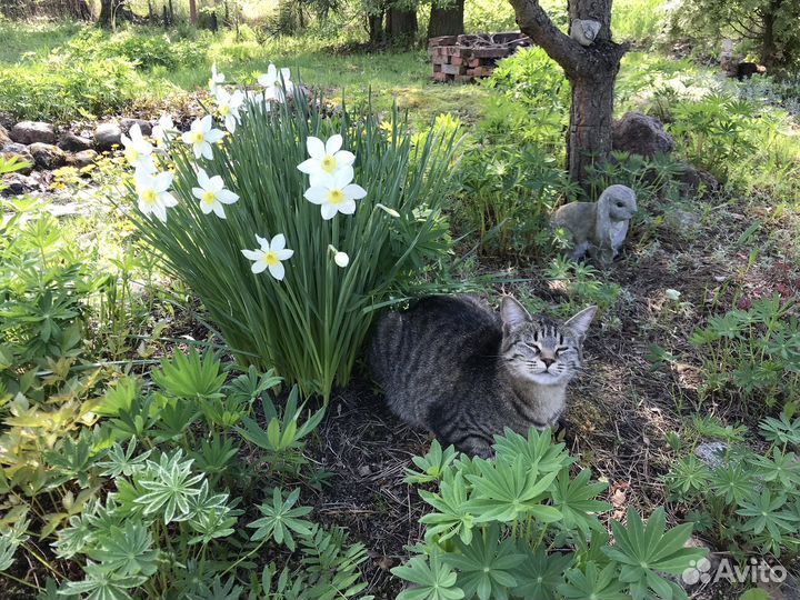Передержка собак