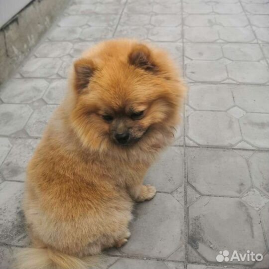 Миттельшпиц