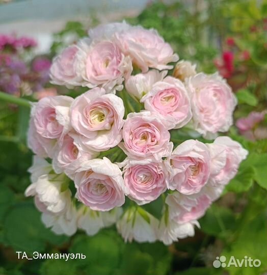 Пеларгонии сортовые