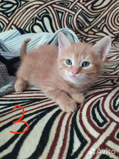 Котята в добрые руки