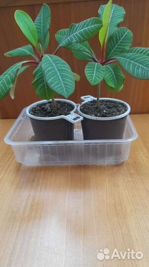 Комнатное растение Молочай