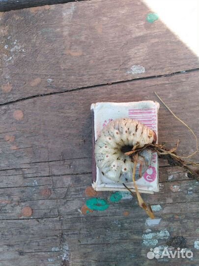 Черви для рыбалки (навозные)