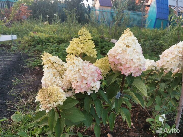 Гортензии метельчатые